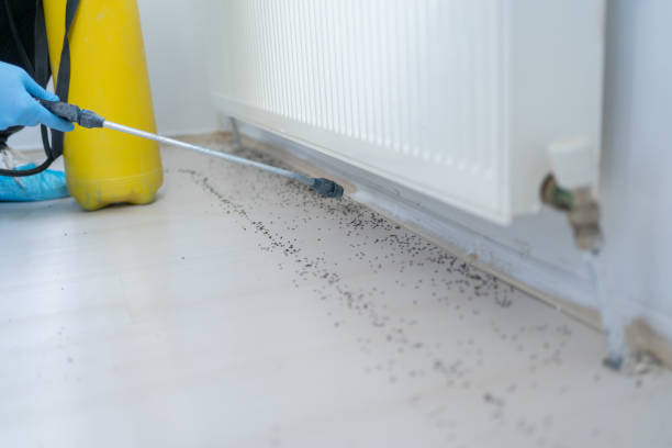 Best Flea Control Services  in Olathe, CO