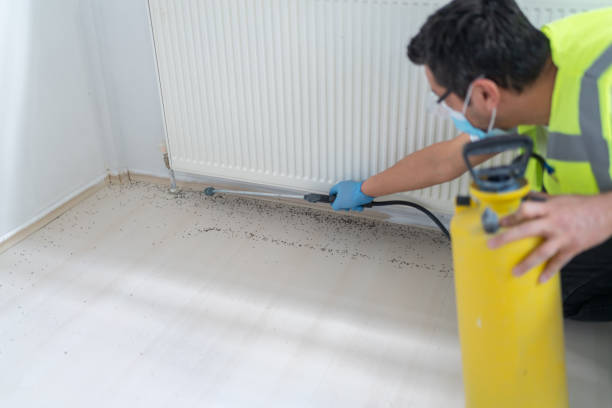 Wasp Removal Services in Olathe, CO